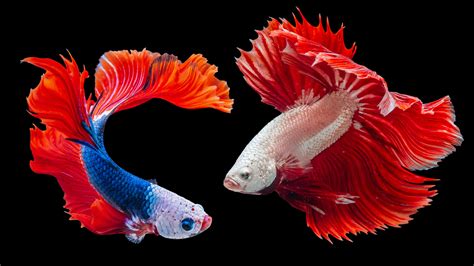 siamese fighting fish|The Coolest & Most Exotic Freshwater Aquarium Fish.